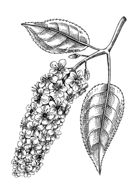 Bird cherry blossom sketch in engraved style. Flowering branch with flowers and leaves. Black contoured hackberry drawing. Botanical vector illustration of spring tree isolated on white background